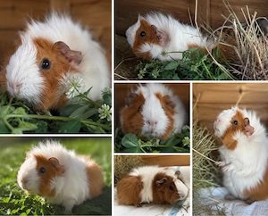 Meerschweinchen-Kastrat sucht liebevolles Zuhause