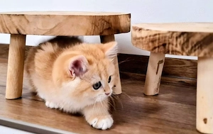 Bkh Kitten Mädchen  Katze golden shaded mit Stammbaum Britisch Kurzhaar
