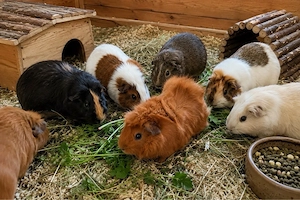 Meerschweinchen Bock unkastriert 
