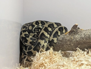 1.1 Morelia Spilota - Teppichpython double het.