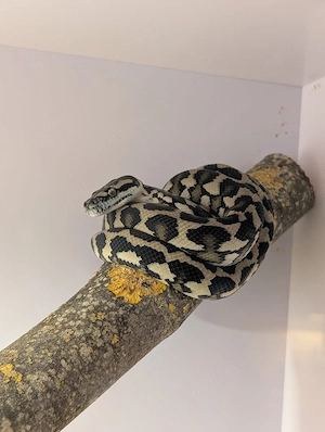 0.1 Morelia spilota Harrison Double het granit  axanthic 