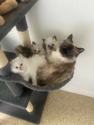     Birma-Kater mit langem Fell