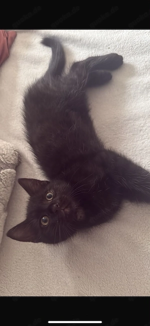Mischlings Kitten BLH EKH