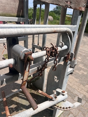kaluen stand kühe 