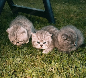 BKH katter