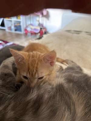 Baby Katzen zu verkaufen 