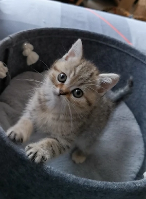 BKH Kitten suchen ein liebesvolles Zuhause!
