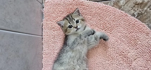 BKH Kitten 
