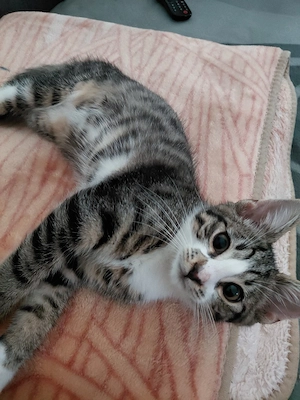 Kleiner Kater in liebevolle Hände zu geben
