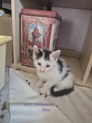 kleiner Kater