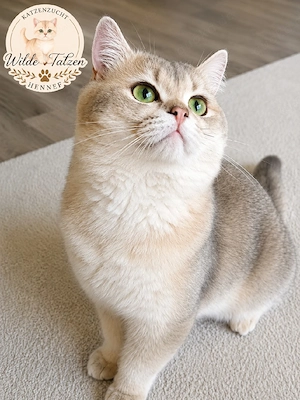 Blue Golden Shaded BKH Deckkater mit Stammbaum BG.A