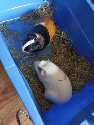 Meerschweinchen Pärchen mit Zubehör 