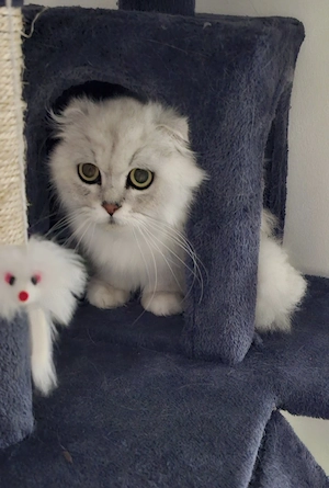    Unsere Katze sucht ein liebevolles neues Zuhause