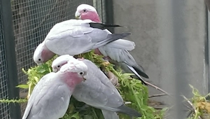 Rosakakadus Naturbrut