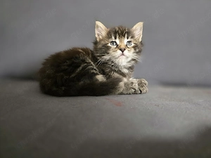 Babykatzen, Katzenbabys,Kitten,Kätzchen