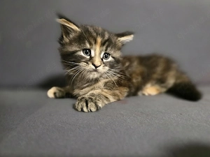 Babykatzen, Katzenbabys, Maine Coon