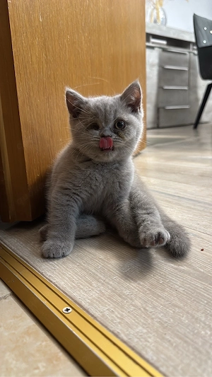 Liebevolle BKH-Kitten suchen ein neues Zuhause