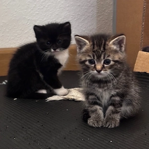    BKH   Sibirische - Mix Kitten    Abgabe ab 25.07.2026 | liebevoll aufgezogen | 