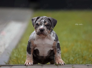 ABGABEBEREIT American Bully Welpen mit ABKC Ahnentafel Top Stammbaum