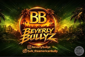  American Bully Welpen mit ABKC Papieren 