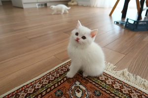 Süße BKH Kitten suchen ein liebevolles Zuhause