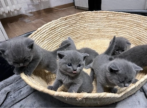 Zuckersüße BKH Kitten suchen ein liebevolles Zuhause!