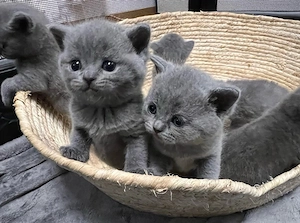 Zuckersüße BKH Kitten suchen ein liebevolles Zuhause!