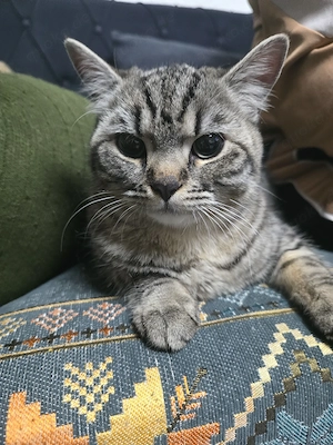 Liebe getigerte Katze, 7 Monate, sucht ein neues Zuhause   