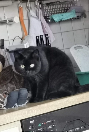BKH Katzenpärchen 