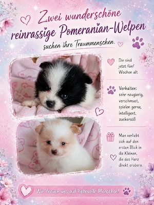 Zwei Wunderschöne Reinrassige Pomeranian Welpen 