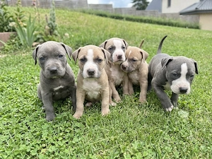 American Bully XL Welpen