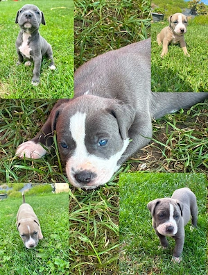 American Bully XL Welpen