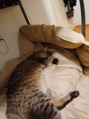 Katze zu verkaufen