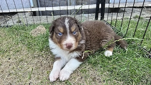 Australian shepherd welpen 