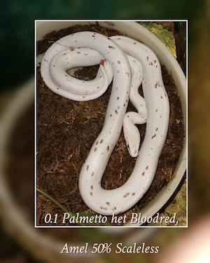 Kornnatter 0.1 Palmetto het Bloodred, Amel 50% Scaleless 