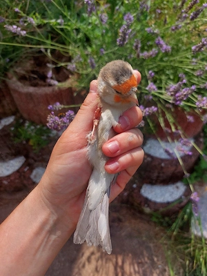 Sehr hübscher besonderer Vogel Stieglitz 2025 Cardueliden