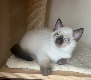 Birma-Bkh Kitten