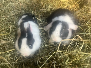Zwergkaninchen   Zwerghasen