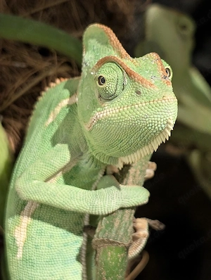0.1 Chamaeleo calyptratus -Jemenchamäleon-