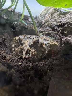 Schmuckhornfrosch 