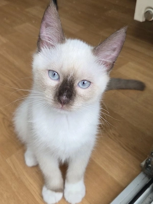 Abgabebereit Siam Ragdoll Kitten 