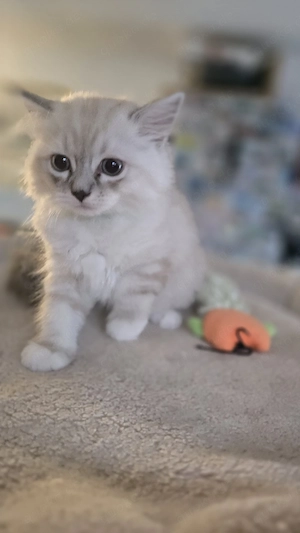 Ragdoll-Katzenbabys abzugeben   