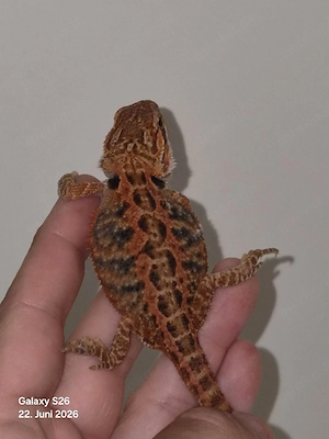 Translucent het hypo 50% het witblit 0.1 * Red Monster Line * Bartagame , Pogona Vitticeps