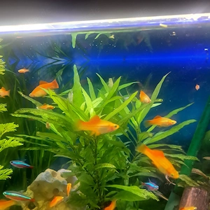Schwertträger  junge fische 