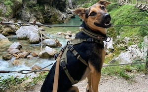 Neues Zuhause für Dalia gesucht