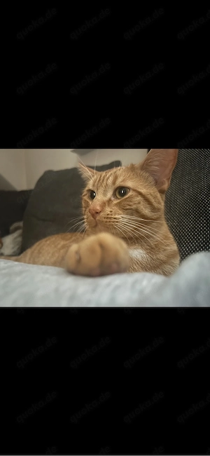 kleines Katerchen abzugeben 