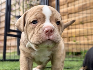 Old English Bulldog Welpen   liebevolles Zuhause gesucht