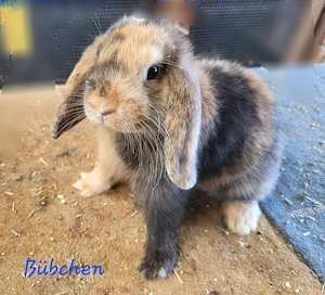 Süße Zwergwidder, Zwergkaninchen Mädchen und Bübchen 