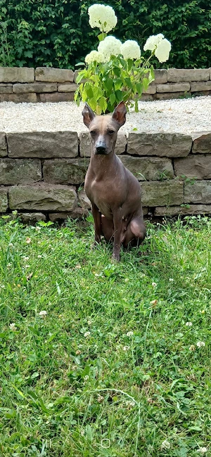 Xoloitzcuintle Xolo Weibchen 