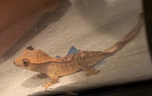 krongeckos abzugeben 